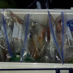 第二龍勢丸 釣果