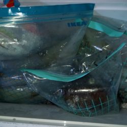 第二龍勢丸 釣果