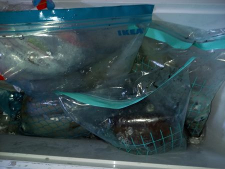 第二龍勢丸 釣果