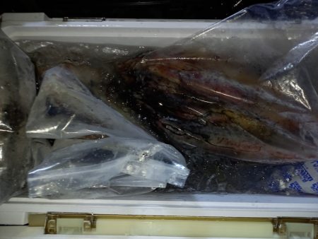 第二龍勢丸 釣果