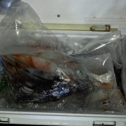 第二龍勢丸 釣果