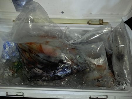 第二龍勢丸 釣果