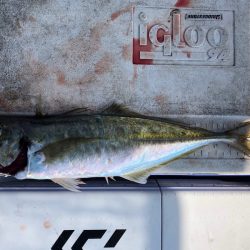 フィッシング キッタカ 釣果