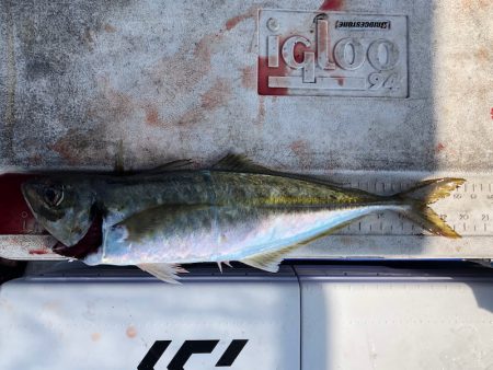 フィッシング キッタカ 釣果