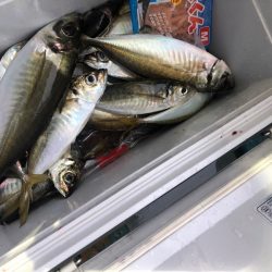 ヤザワ渡船 釣果