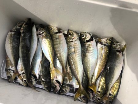 ヤザワ渡船 釣果