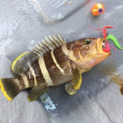 渡船屋たにぐち 釣果