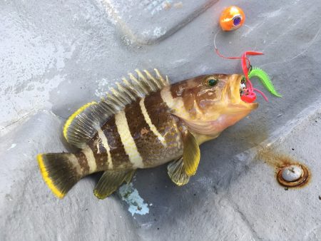 渡船屋たにぐち 釣果