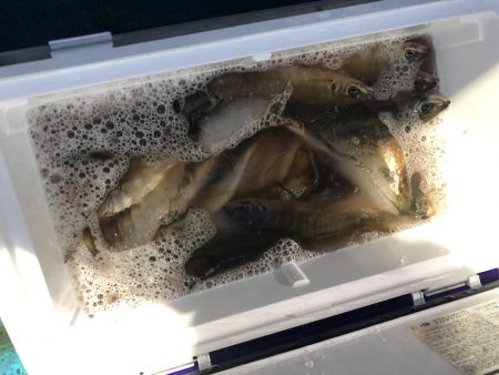 ヤザワ渡船 釣果