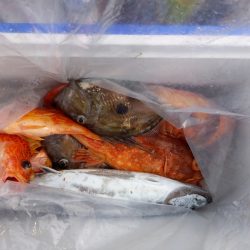 第二龍勢丸 釣果