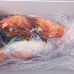 第二龍勢丸 釣果