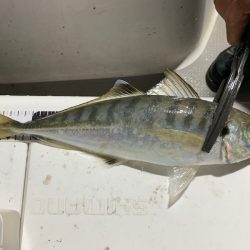 エヌスタイル 釣果