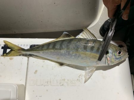 エヌスタイル 釣果