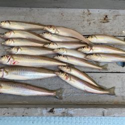 岡田釣船 八英丸 釣果