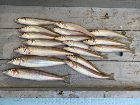 岡田釣船　八英丸 釣果