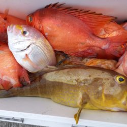 第二龍勢丸 釣果