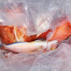 第二龍勢丸 釣果