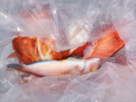 第二龍勢丸 釣果