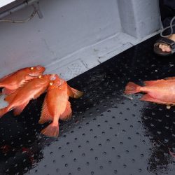 第二龍勢丸 釣果