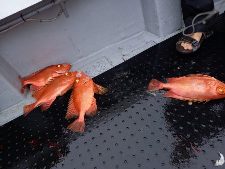 第二龍勢丸 釣果