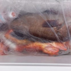 第二龍勢丸 釣果