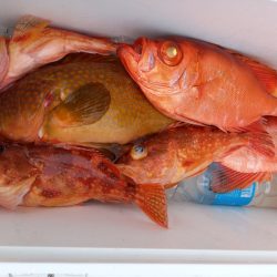 第二龍勢丸 釣果