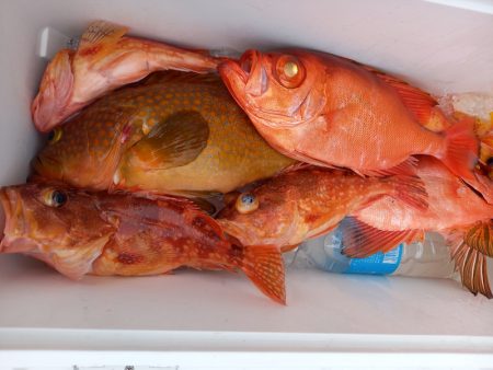 第二龍勢丸 釣果