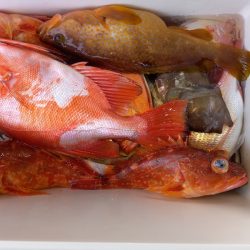 第二龍勢丸 釣果