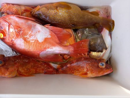 第二龍勢丸 釣果