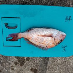 富士丸 釣果