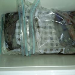 第二龍勢丸 釣果