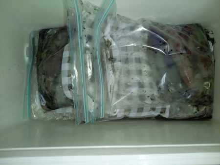 第二龍勢丸 釣果