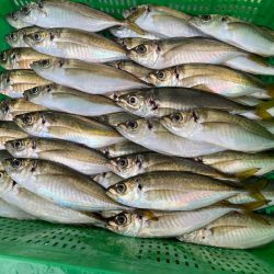 岡田釣船 八英丸 釣果