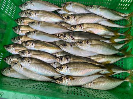 岡田釣船　八英丸 釣果