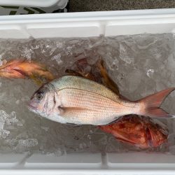 さくら丸 釣果