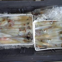 第二龍勢丸 釣果