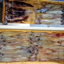 第二龍勢丸 釣果