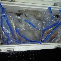 第二龍勢丸 釣果