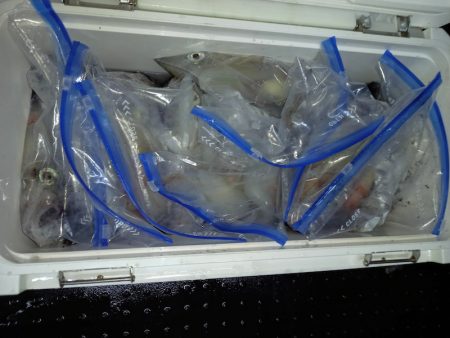 第二龍勢丸 釣果