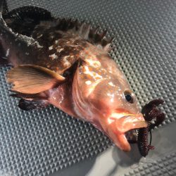 Chase(チェイス) 釣果