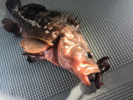 Chase(チェイス) 釣果