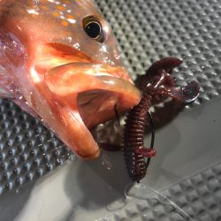 Chase(チェイス) 釣果