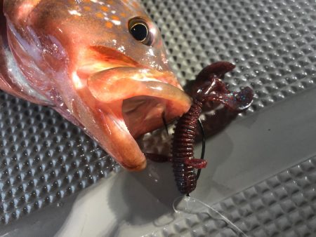 Chase(チェイス) 釣果