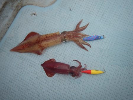 きずなまりん 釣果