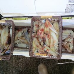 第二龍勢丸 釣果