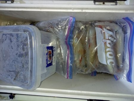 第二龍勢丸 釣果