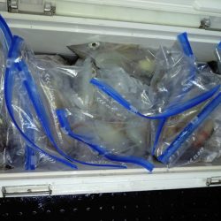 第二龍勢丸 釣果