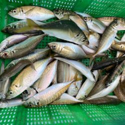 岡田釣船 八英丸 釣果