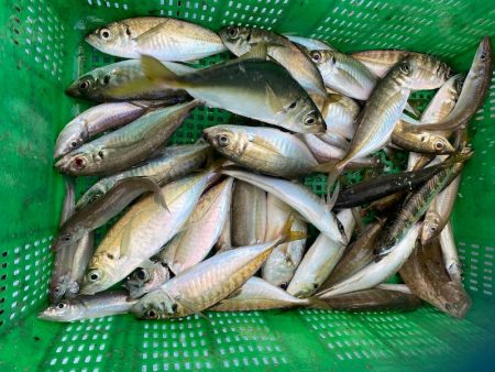 岡田釣船 八英丸 釣果