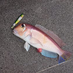 ARCADIAⅡ （アルカディアⅡ） 釣果